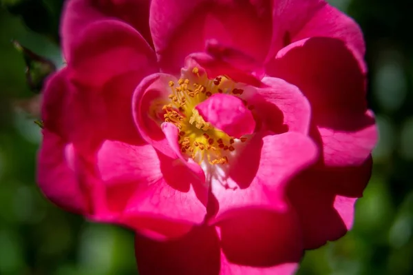 Gros Plan Rose William Baffin Éclatante Fleurissant Dans Jardin — Photo