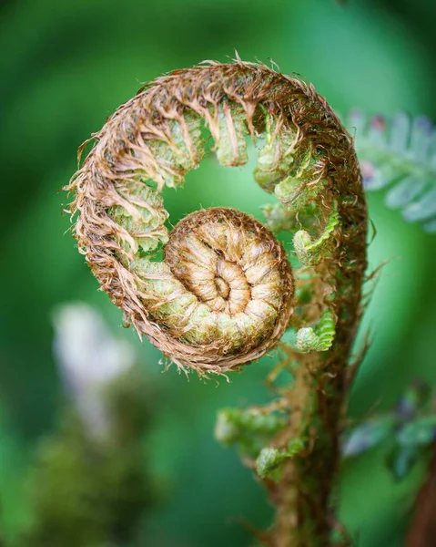 View Blooming Fern Plant — Stock Photo, Image