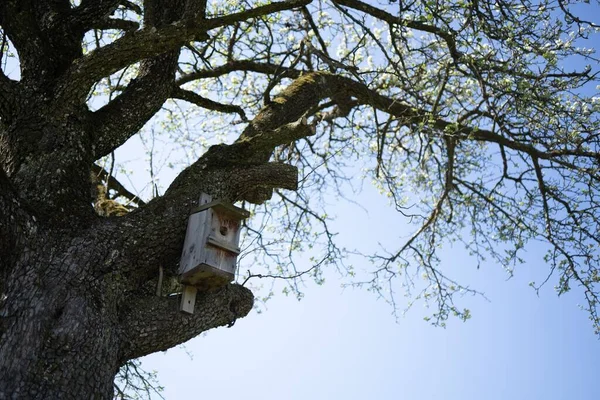 ツリー上の鳥の家の低角度ショット — ストック写真