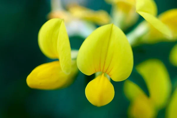 Красивый Желтый Трилистник Lotus Corniculatus Саду — стоковое фото