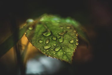 Parlak yeşil yaprak yakın plan, ıssız bir yerde çiğ damlalarıyla kaplanmış, koyu bulanık bir arka plan.