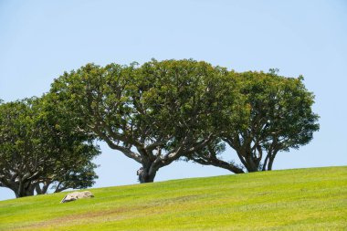 Güneşli bir yaz gününde çimenli tepenin yamacındaki görkemli ağaçların güzel manzarası.