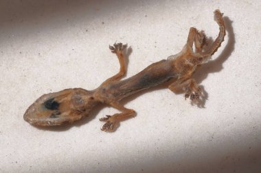 Beyaz bir yüzey üzerinde yatan bir Schlegel 'in Japon kertenkelesinin üst görüntüsü.