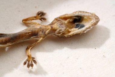 Beyaz bir yüzey üzerinde yatan bir Schlegel 'in Japon kertenkelesinin üst görüntüsü.