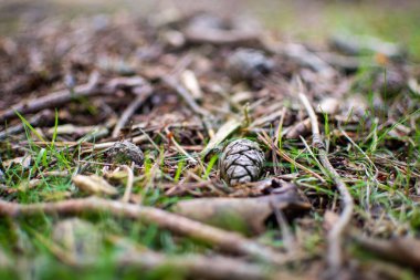 Güneşli bir günde yere düşen bir kozalak.