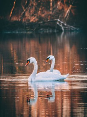 Gölde yüzen iki zarif kuğu.