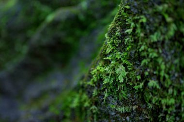 Ormandaki bir ağacın kabuğunda yetişen yeşil eğreltiotu yapraklarının seçici odağı.