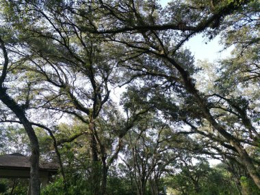 Güneşli bir günde bulutlu bir gökyüzünde büyüyen yeşil ağaçların manzarası.