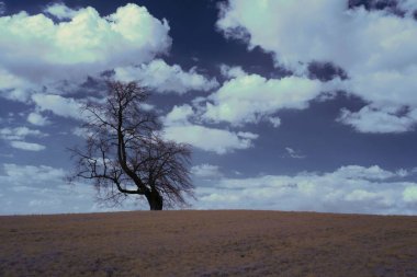 Bulutlu gökyüzünün altında yapraksız bir ağaç büyüyor.