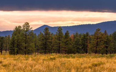 Sarı bir tarladaki uzun, koyu yeşil ağaçların güzel manzarası gün batımında bulutlu parlak bir gökyüzünün altında dağlarla çevrili.