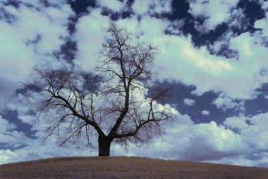 Bulutlu gökyüzünün altında yapraksız bir ağaç büyüyor.