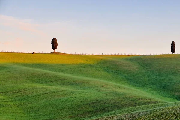 Grupo Famosos Cipreses Verde Valle Cerca San Quirico Orcia Hermoso — Foto de Stock