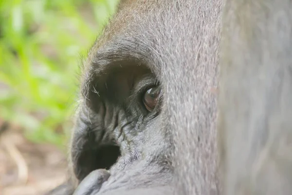 Die Nahaufnahme Der Augen Eines Gorilla Affen Tiefflug — Stockfoto