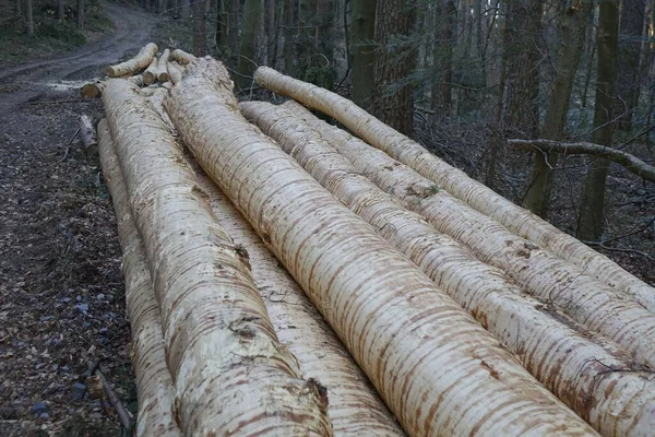 Montón Troncos Picea Recién Cortados Textura Interesante Bosque Palatinado Concepto — Foto de Stock