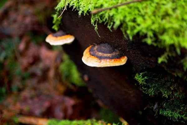 Close Cogumelos Crescendo Latido Uma Árvore Coberta Com Musgo Verde — Fotografia de Stock