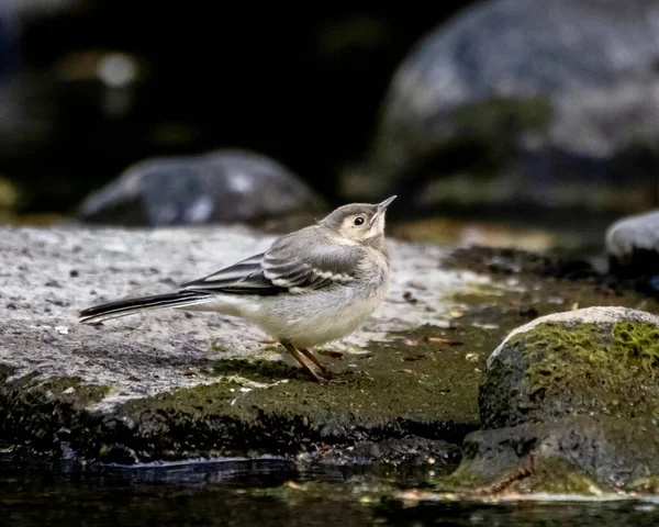 Close Shot Little Wagtail Wet Stone — Stock Photo, Image