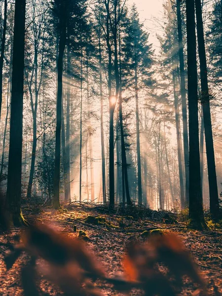 Eine Vertikale Aufnahme Dichter Bäume Wald Bei Sonnenaufgang — Stockfoto