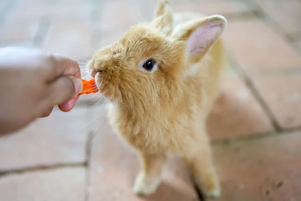 Primer Plano Conejo Beige Comiendo Una Zanahoria Una Mano — Foto de Stock