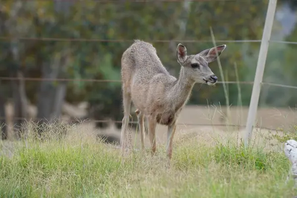 Closeup Shot Cute Deer Pasture — Stock Photo, Image