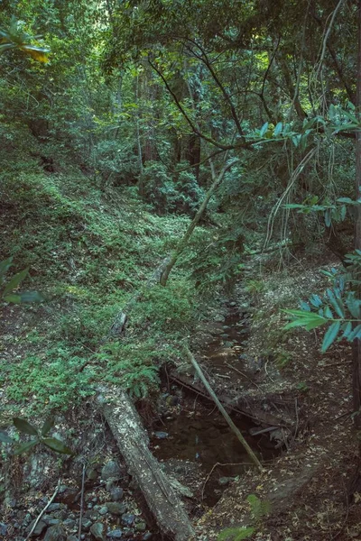 鬱蒼とした森の中の木の枝で覆われた狭い小川 — ストック写真