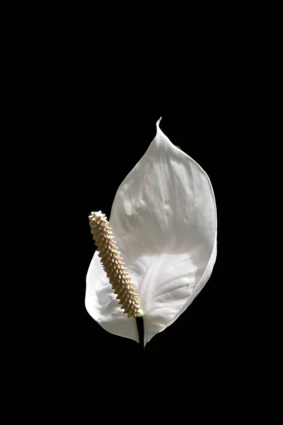 Vertical Closeup White Cob Flower Growing Dark Background — Stock Photo, Image