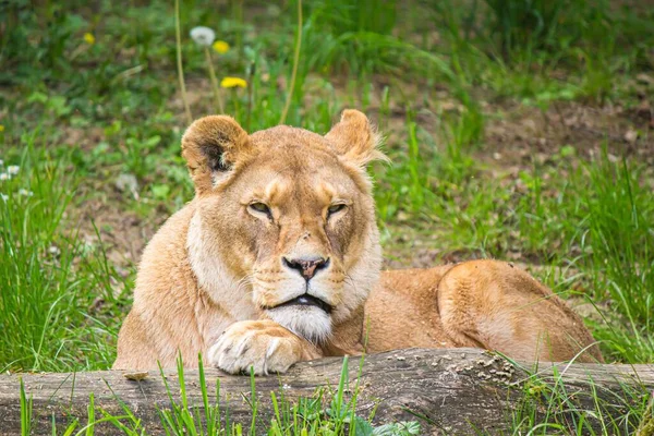 Portrait Gros Plan Lion Asiatique Reposant Sur Terrain — Photo