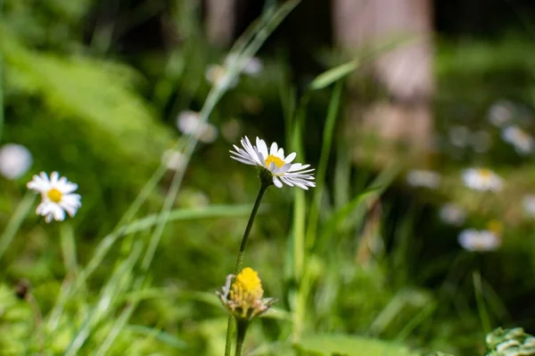 Selective Focus White Wildflowers Blooming Field — Stock Photo, Image