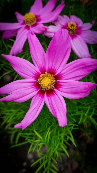 Vertical Shot Bright Pink Cosmos Flowers Blurred Grass Background — Stock Photo, Image