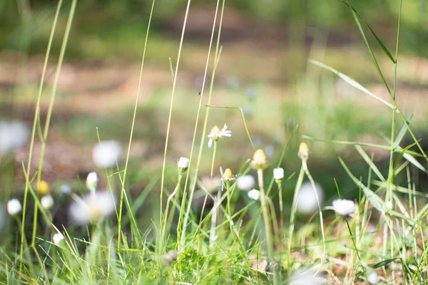 Ein Selektiver Fokus Weißer Wildblumen Die Auf Einem Feld Blühen — Stockfoto