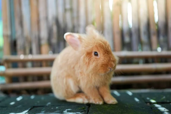 Eine Nahaufnahme Eines Niedlichen Beigen Hasen Der Freien Sitzt — Stockfoto