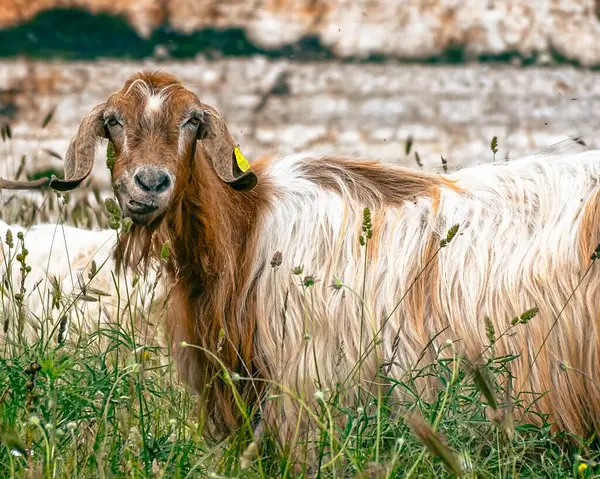 Een Close Shot Van Een Harige Geit Natuur — Stockfoto