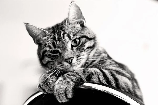 Closeup Cute Furry Domestic Cat White Background Greyscale — Stock Photo, Image