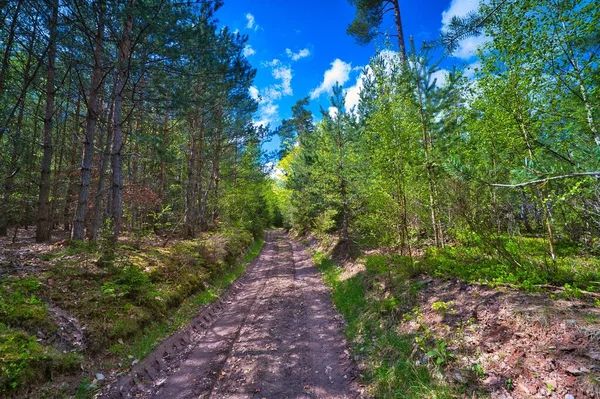 Paysage Pittoresque Avec Chemin Étroit Milieu Forêt Thuringienne Sous Ciel — Photo