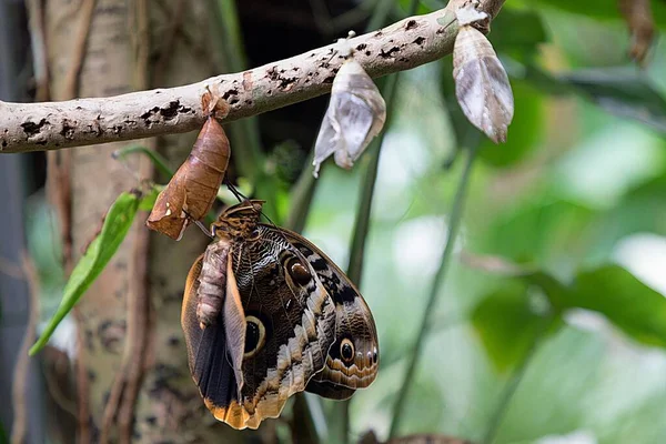 Een Close Shot Van Een Uil Vlinder Zittend Een Cocon — Stockfoto