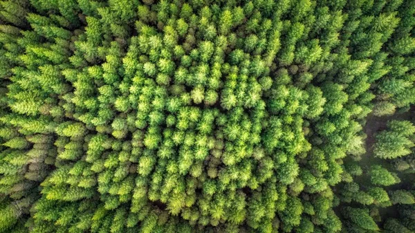 Uma Vista Superior Uma Densa Floresta Coníferas — Fotografia de Stock