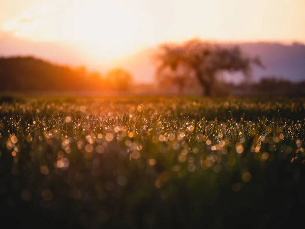 Селективный Снимок Зеленой Травы Капельками Воды Закате — стоковое фото