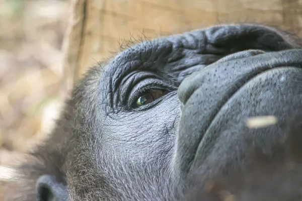 Close Low Angle View Gorilla Monkey Face — Stock Photo, Image