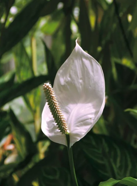 Vertical Closeup White Cob Flower Growing Green Leaves Sunlight — Stock Photo, Image