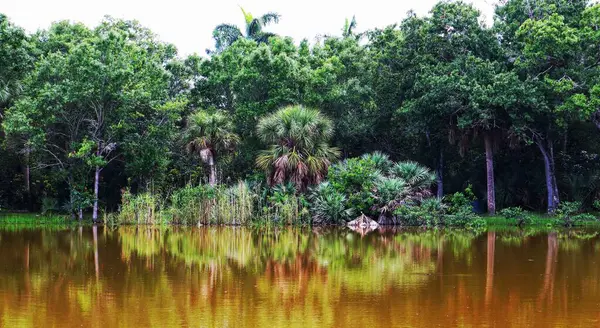 森林中的一个湖泊 白天褐色的水中倒映着树木 — 图库照片