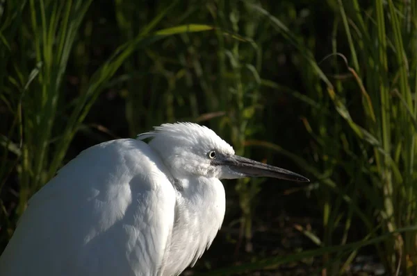 Portrait Latéral Une Grande Aigrette Sur Rivage Marais — Photo