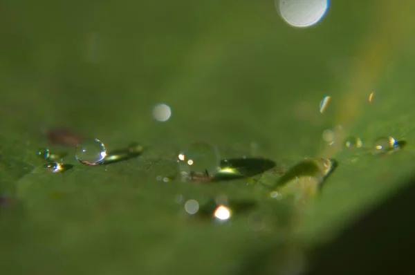 Uma Folha Verde Orvalho Sol — Fotografia de Stock