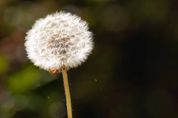 A macro shot of a dandelion bud with seeds