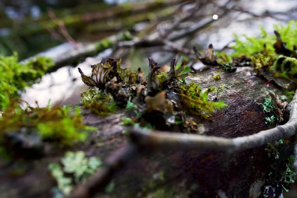 Primer Plano Musgo Verde Creciendo Una Corteza Árbol Bosque — Foto de Stock
