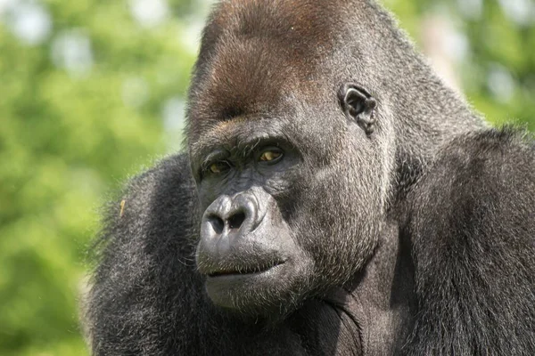 The close-up portrait of a gorilla monkey outdoors looking playfully