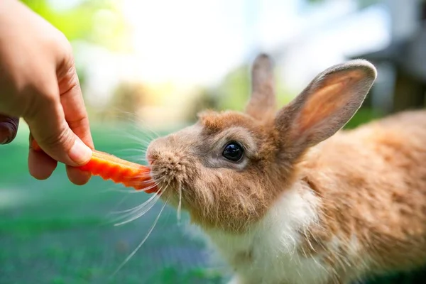 Closeup Beige Rabbit Eating Carrot Hand — Stock Photo, Image