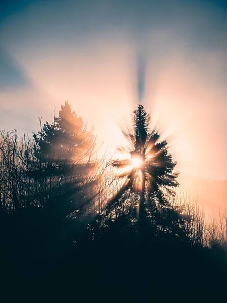 Pionowe Ujęcie Drzew Lesie Podczas Wschodu Słońca — Zdjęcie stockowe