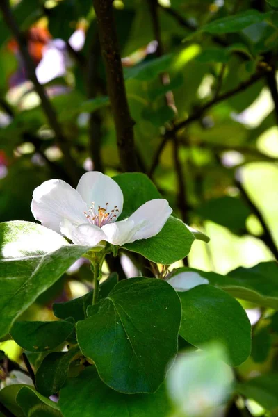Egy Függőleges Közelkép Almavirág Virágról Elmosódva — Stock Fotó