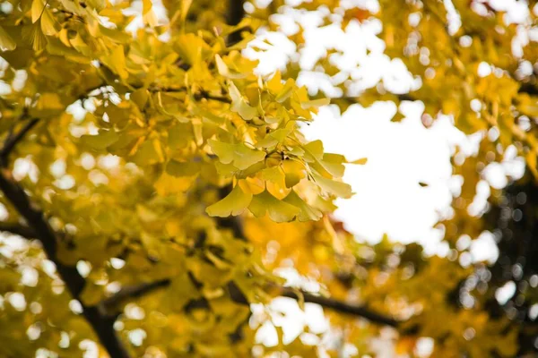 Selective Yellow Autumn Leaves Tree — Stock Photo, Image