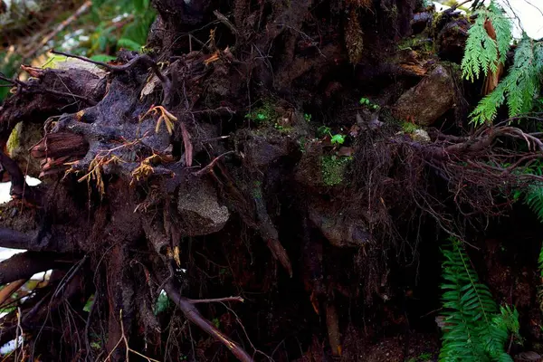 Detailní Záběr Zelených Kapradinových Listů Rostoucích Kůře Stromu Lese — Stock fotografie