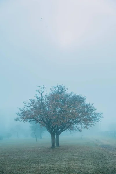 暗い霧の日に畑の真ん中で美しい垂直方向の秋の木のショット — ストック写真